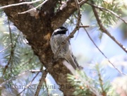 0J6A1394Mexican_Chickadee
