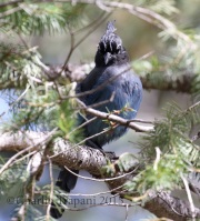 0J6A1417Steller's_Jay