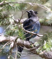 0J6A1424teller's_Jay