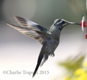 0J6A1494Blue-Throated_Hummingbird