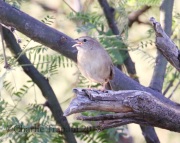 0J6A1615Botteri's_Sparrow