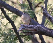 0J6A1620Botteri's_Sparrow