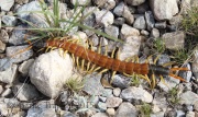 0J6A7818Giant_Centipede