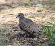 0J6A7858Common_Ground_Dove