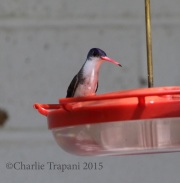 0J6A7895Violet-Crowned_Hummingbird
