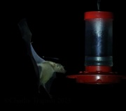 0J6A8001Long-Nosed_Bat