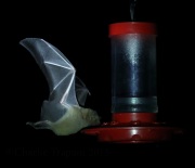 0J6A8002Long-Nosed_Bat