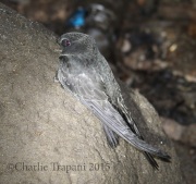 0J6A8088Black_Swift