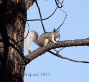 0J6A8149Squirrel_New_Mexico