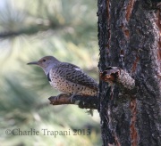 0J6A8157Northern_Flicker_Red-shafted