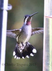 0J6A8168Plain-Capped_Starthroat