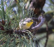 0J6A8200Grace'sWarbler