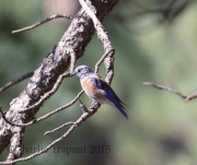 0J6A8214Western_Bluebird