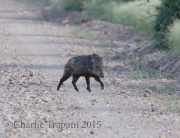 0J6A8233Javalina