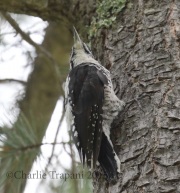 0J6A8242American_Three-Toed_woodpecker