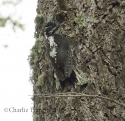 0J6A8244American_Three-toed_Woodpecker