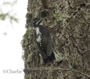 0J6A8245American_Three-Toed_woodpecker