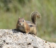 0J6A8278Chipmunk_New_Mexico