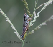 0J6A8280Grasshopper