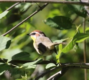 0J6A8323Rufous-Capped_Warbler