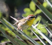 0J6A8340Rufous-Capped_Warbler