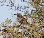 0J6A8349Bendire's_Thrasher
