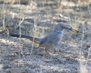 0J6A8357LeConte's_Thrasher