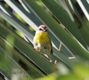 0J6A8358Rufous-Capped_Warbler