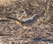 0J6A8373LeConte's_Thrasher