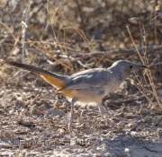 0J6A8375LeConte's_Thrasher