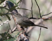 0J6A8393Rufous-Crowned_Sparrow