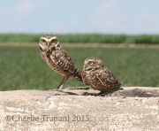 0J6A8395Burrowing_Owls