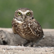 0J6A8403Burrowing_Owl