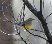 0J6A8405MacGillvray's_Warbler
