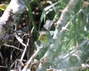 0J6A8462Hermit_Warbler