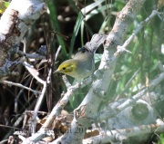 0J6A8467Hermit_Warbler