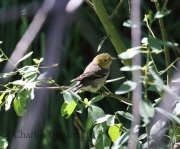 0J6A8479Hermit_Warbler
