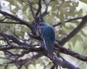 0J6A8489Elegant_Trogon