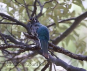 0J6A8492Elegant_Trogon