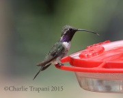0J6A8526Lucifer_Hummingbird