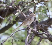0J6A8554Brewer's_Sparrow