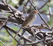 0J6A8585Brewer's_Sparrow