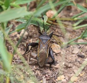 0J6A8644Giant_Mesquite_Bug