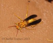 0J6A8782Paper_Wasp