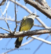 0J6A8797Cassin's_Kingbird