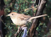 0J6A8798Rufous-Crowned_Sparrow
