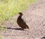 0J6A8802Montezuma_Quail