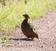 0J6A8814Montezuma_Quail