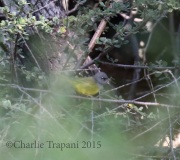 0J6A8824Male_MacGillvray's_Warbler