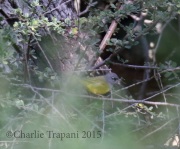 0J6A8825Male_MacGillvray's_Warbler